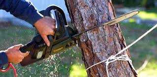 Best Emergency Tree Removal  in Cudahy, WI