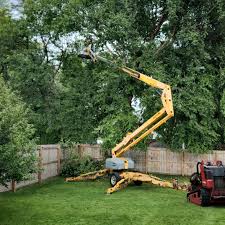 Best Root Management and Removal  in Cudahy, WI
