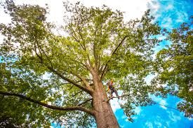 Best Tree Trimming and Pruning  in Cudahy, WI