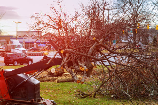Best Stump Grinding and Removal  in Cudahy, WI