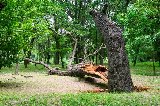 How Our Tree Care Process Works  in  Cudahy, WI